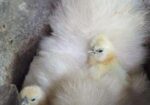 silkie murgi