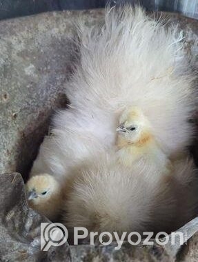 silkie murgi