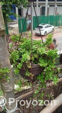 পাতা বাহার গাছ