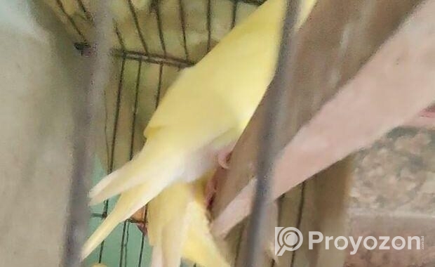 ১জোরা বাজিগার (লটিনো রেড আই)