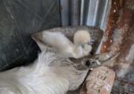 silkie murgi