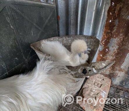 silkie murgi