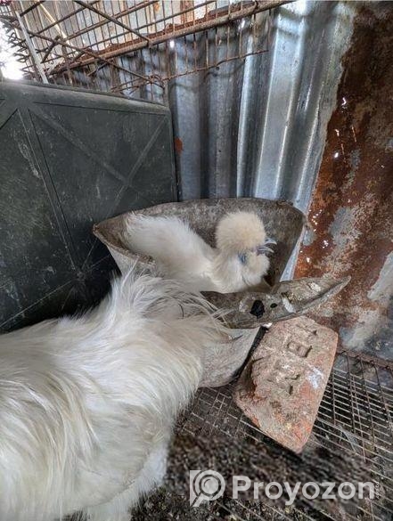 silkie murgi