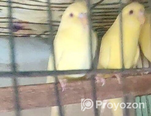 ১জোরা বাজিগার (লটিনো রেড আই)