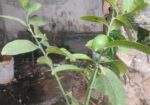 লেবু গাছ