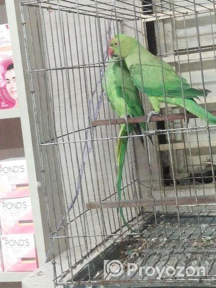 ইন্ডিয়ান রিংনেট টিয়া।