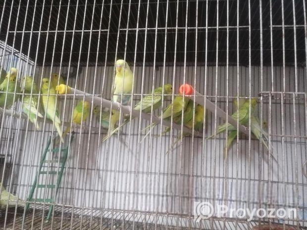 Bird for sell