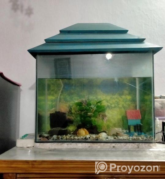 Aquarium Fish