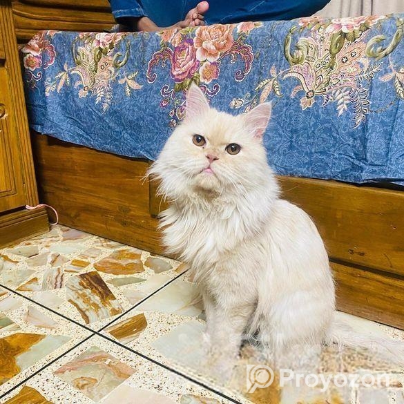 Pure Persian Male Adult Cat For Sell