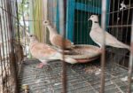 Eurisian Spotted Dove