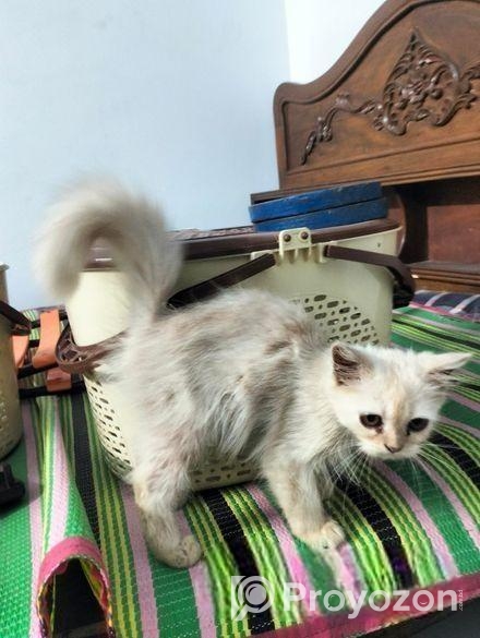 Persian Cat