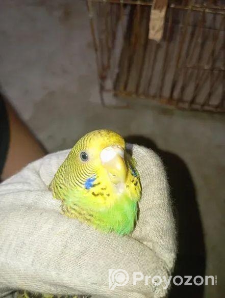 Male Budgiger