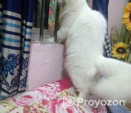 পারশিয়ান বিরাল ..