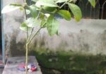 লেবু গাছ