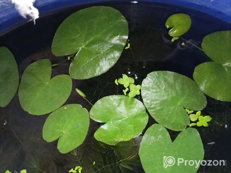 water lily