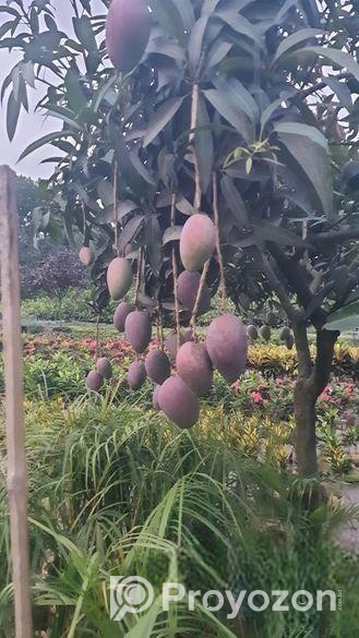 Miazaki Mango Plant