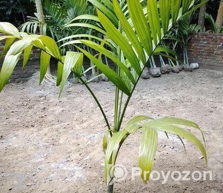 শুপারি গাছ