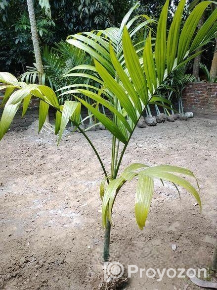 শুপারি গাছ