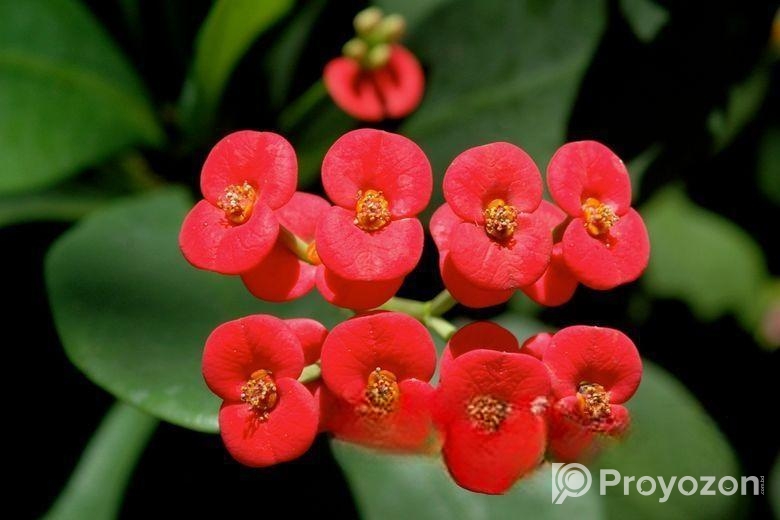 ঘরকে করুন সবুজে ভরপুর – ৫টি গাছের কম্বো