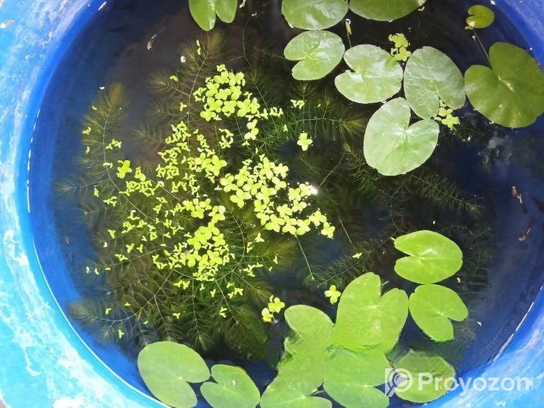water lily
