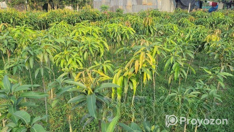Miazaki Mango Plant