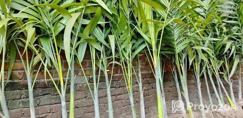শুপারি গাছ