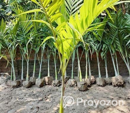 শুপারি গাছ
