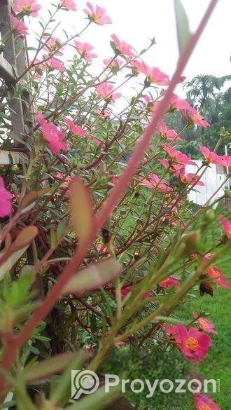 ঘরকে করুন সবুজে ভরপুর – ৫টি গাছের কম্বো
