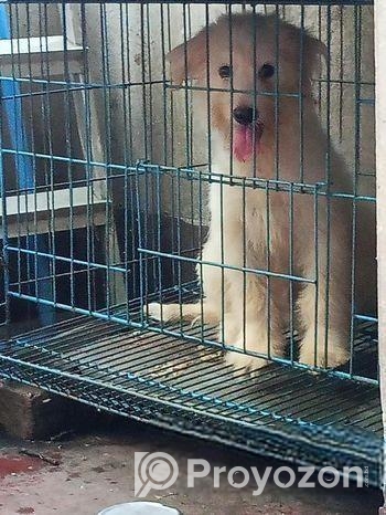 American lhasa