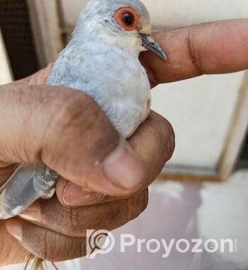 ১পিচ্চ ফিমেল ডায়মন্ড ডোভ