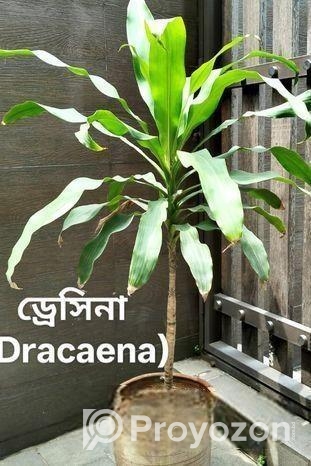 Indoor Plant