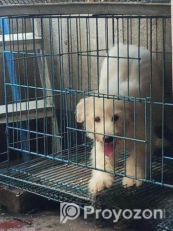 American lhasa