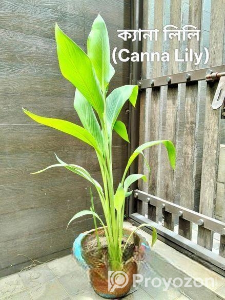 Indoor Plant