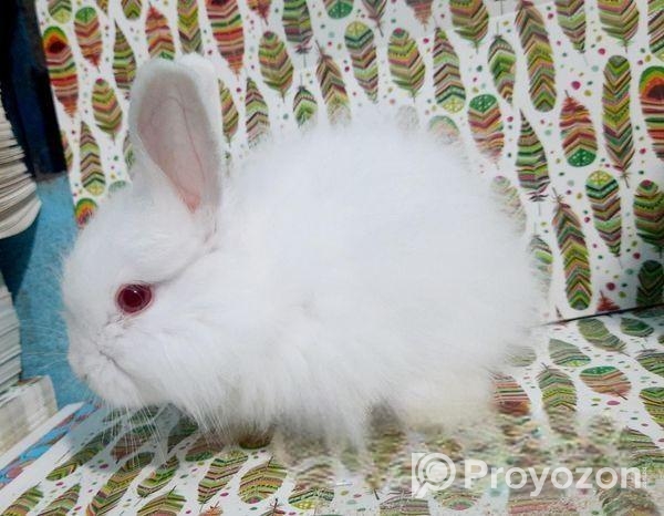 Rabbit sale