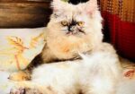 Traditional Persian Cats