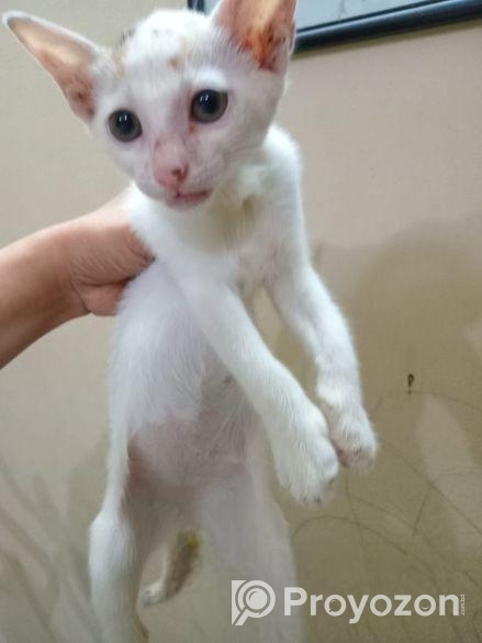 Cat For Adaption