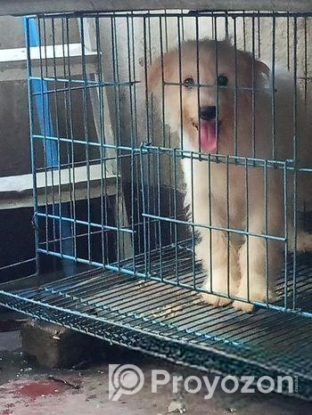 American lhasa