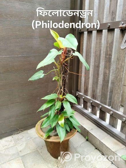 Indoor Plant