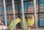বাজিগর পাখি