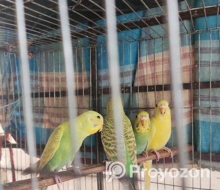 বাজিগর পাখি