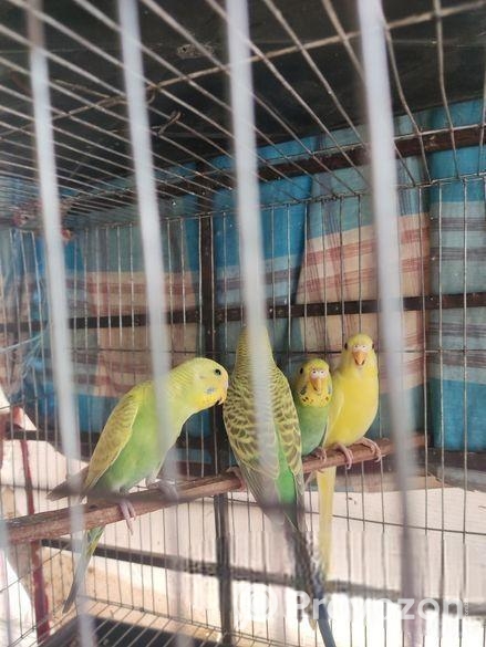 বাজিগর পাখি