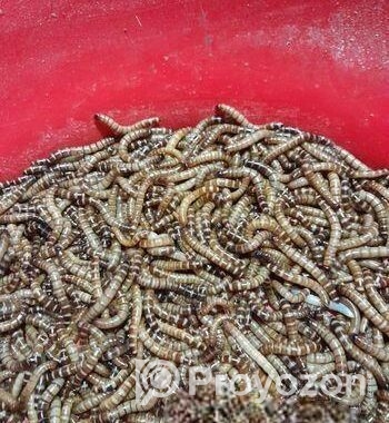 বিটল সুপার ওয়ার্ম
