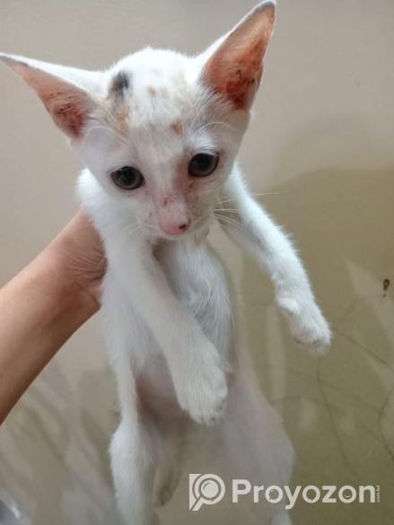 Cat For Adaption