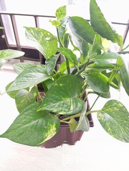 Indoor Money Plants