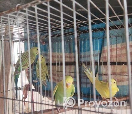 বাজিগর পাখি