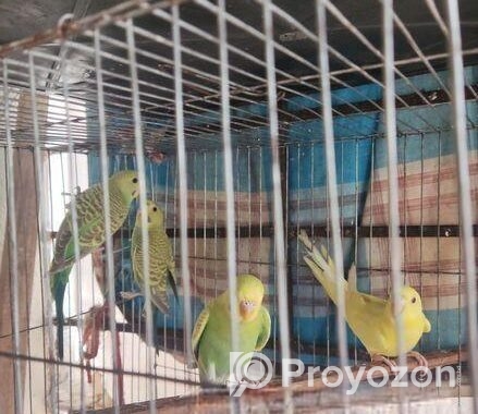 বাজিগর পাখি
