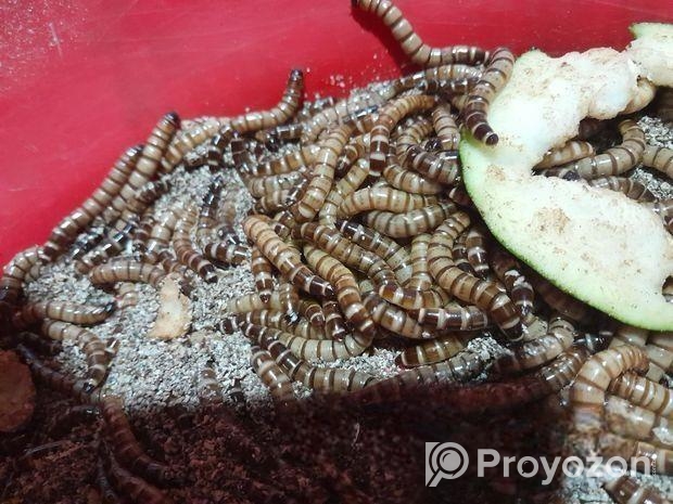 বিটল সুপার ওয়ার্ম