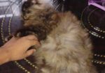 Triple coat female Persian cat