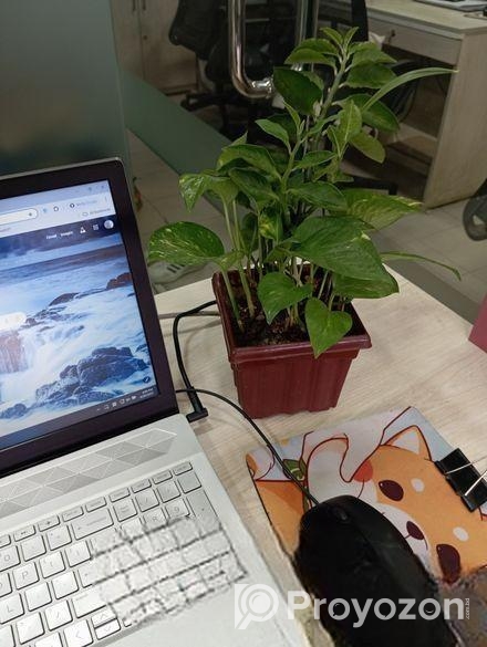 Indoor Money Plants