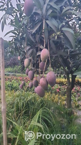 Miazaki Mango Plant